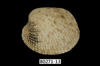 藏品(網目簾蛤)的圖片